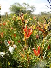 Lambertia multiflora