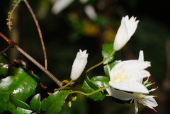 Clematis clitorioides