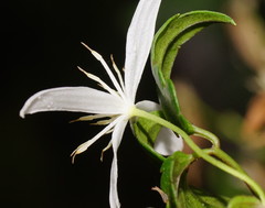 Clematis clitorioides