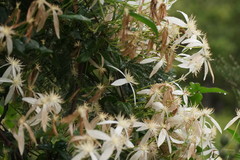 Clematis clitorioides