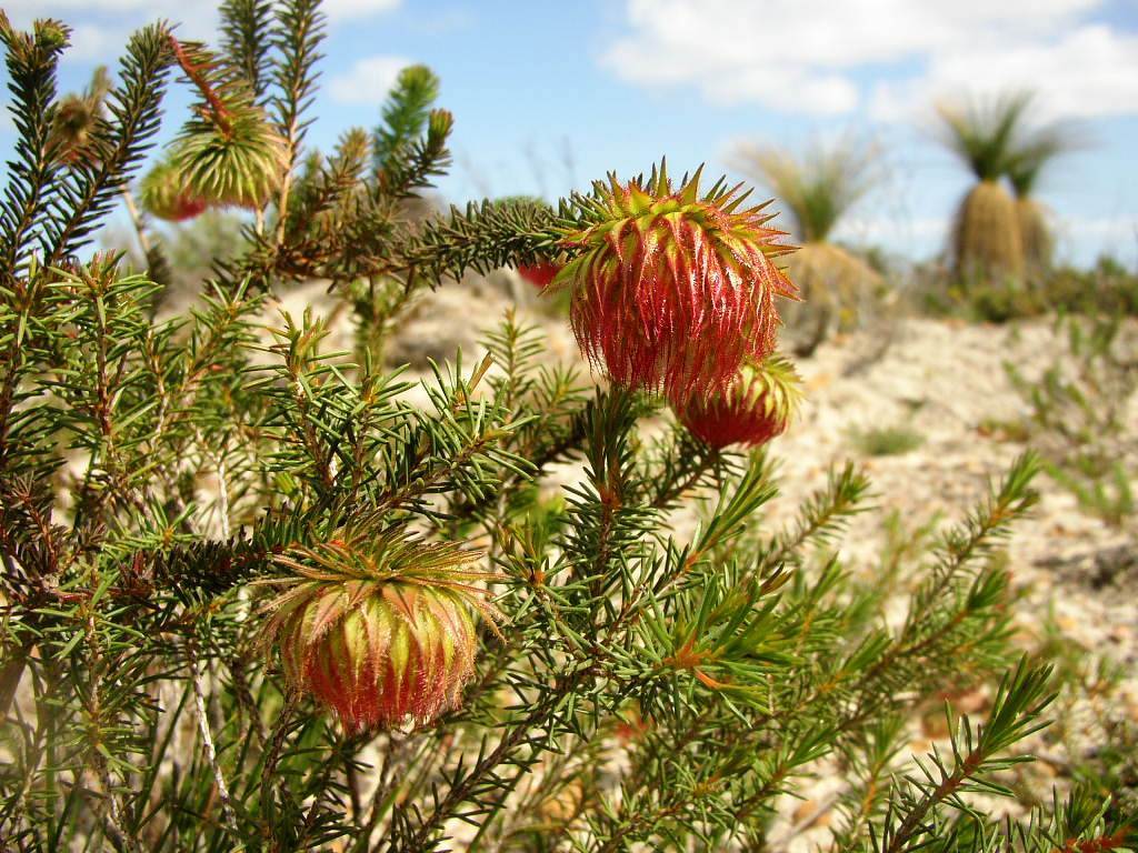 Fringed Bell