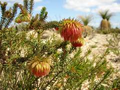 Darwinia neildiana
