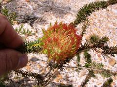 Darwinia neildiana