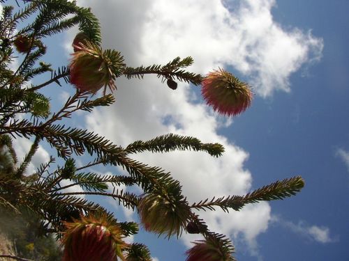 Image of Darwinia neildiana by (c) Tony Rebelo, some rights reserved (CC BY-SA)