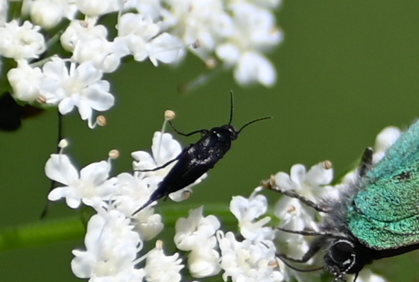 Mordellistena kraatzi