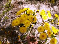 Verticordia chrysantha