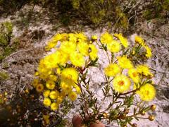 Verticordia chrysantha