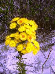 Verticordia chrysantha