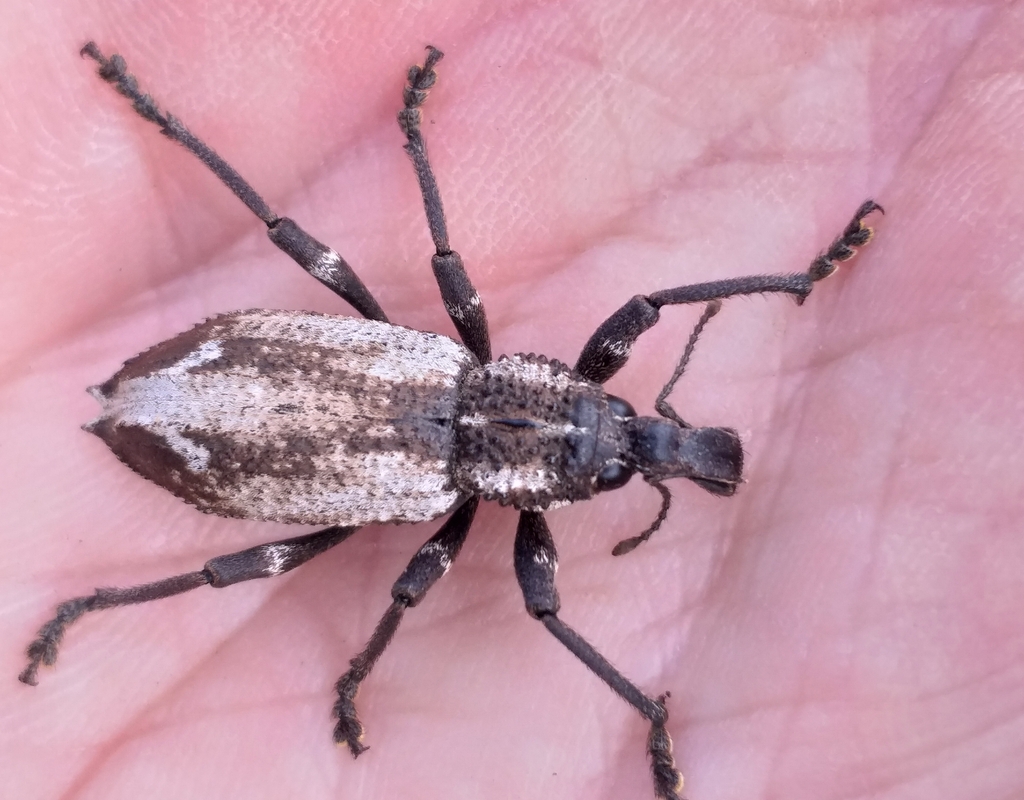 Snout Donkeyface Weevil