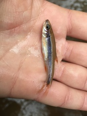 Notropis lutipinnis