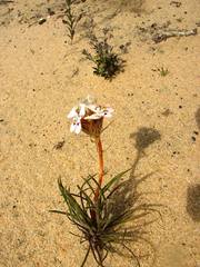 Stylidium crossocephalum