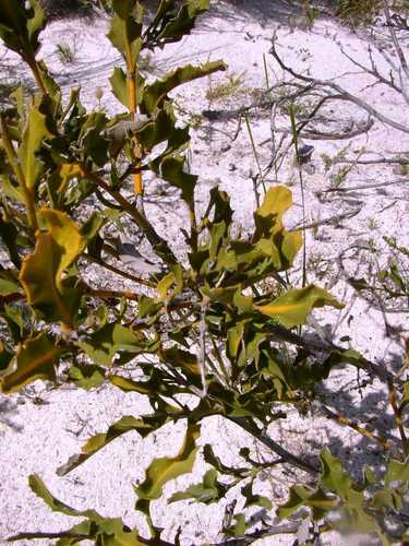 Image of Hakea flabellifolia by (c) Tony Rebelo, some rights reserved (CC BY-SA)