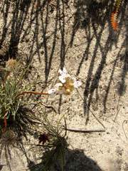 Stylidium crossocephalum