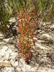Drosera porrecta