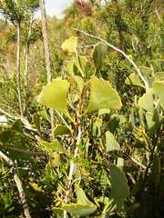 Hakea flabellifolia