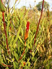 Lambertia multiflora multiflora