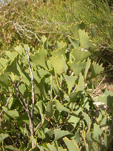 Image of Hakea flabellifolia by (c) Tony Rebelo, some rights reserved (CC BY-SA)