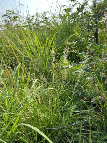 Eragrostis pilosissima iNat (1)