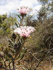 Petrophile linearis