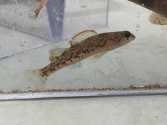 Etheostoma inscriptum