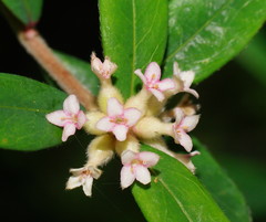 Pimelea drupacea
