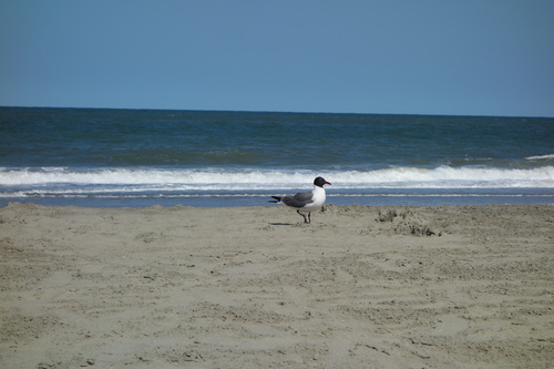 Laughing Gull photographed in Delaware