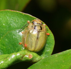 Paropsisterna bimaculata