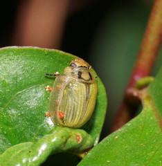Paropsisterna bimaculata