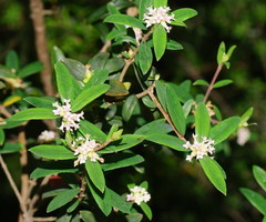 Pimelea drupacea