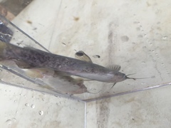 Ameiurus brunneus
