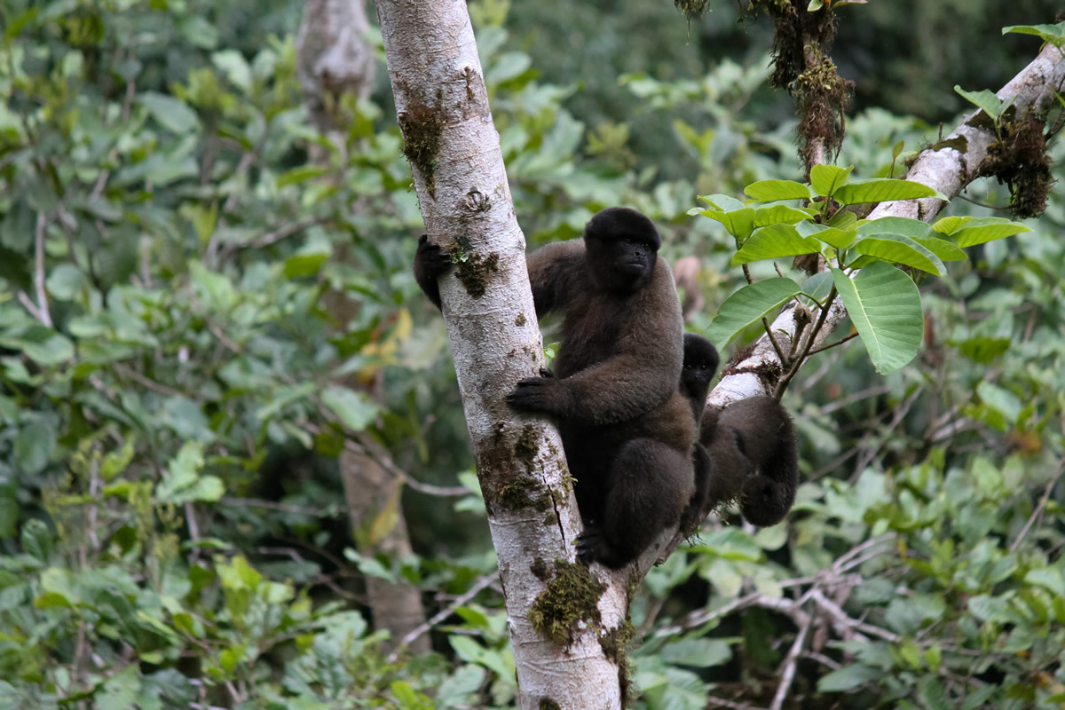 Common Woolly Monkey (Lagothrix lagothricha) · iNaturalist Common Woolly Monkey (Lagothrix lagothricha) · iNaturalist