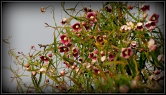 Oxystelma esculentum