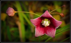 Oxystelma esculentum