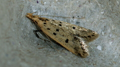 Atheropla decaspila