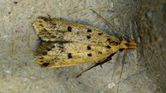 Atheropla decaspila