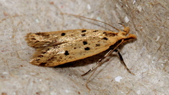 Atheropla decaspila