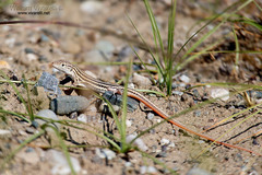 Acanthodactylus boskianus