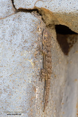 Mediodactylus