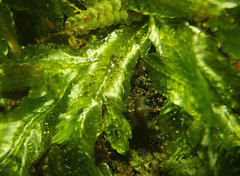 Orthorrhynchium elegans