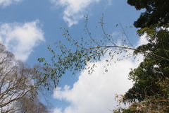 Phyllostachys bambusoides