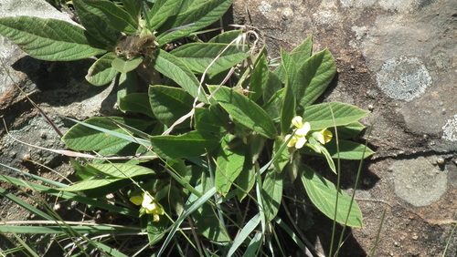 Image of Eriosema ellipticifolium by (c) Shaun Swanepoel, some rights reserved (CC BY)