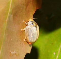 Paropsisterna bimaculata