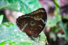Morpho helenor theodorus