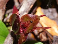 Chiloglottis triceratops