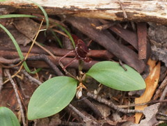 Chiloglottis triceratops