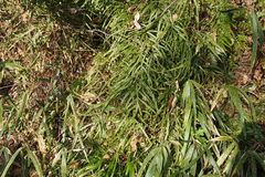 Pteris multifida