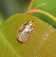 Paropsisterna bimaculata