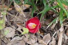 Camellia japonica