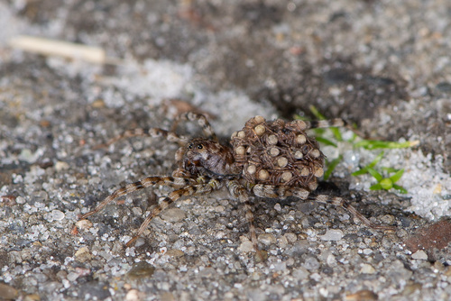Sand Bear Spider