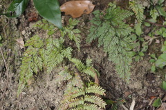 Onychium japonicum